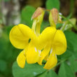 Portraitfoto Hippocrepis emerus